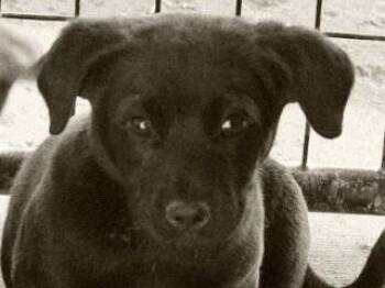 Titus -  Labrador Retriever and Cattle Dog Dog for Adoption in Butte, Montana - Titus | PetCurious