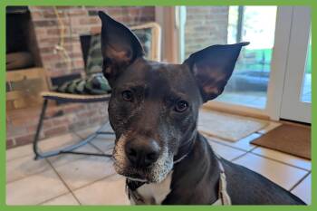 Dani -  Pit Bull Terrier and Labrador Retriever Dog for Adoption in Amherst, Massachusetts - Dani | PetCurious