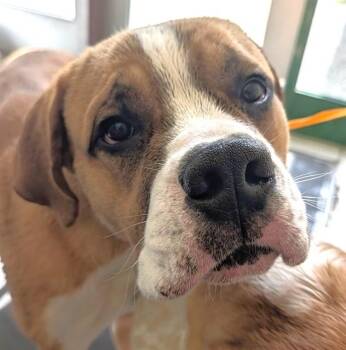 SUESS -  Saint Bernard and Mixed Breed Dog for Adoption in Anchorage, Alaska - SUESS | PetCurious
