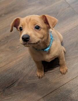 Chihuahua Dogs Available for Adoption in The Woodlands, Texas - Billy | PetCurious