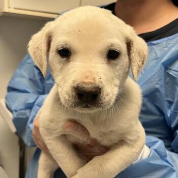 OSCAR -  Retriever Dog for Adoption in Broomfield, Colorado - OSCAR | PetCurious