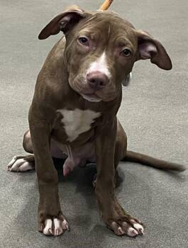 VIGGO -  Pit Bull Terrier Dog Available for Adoption - VIGGO | PetCurious