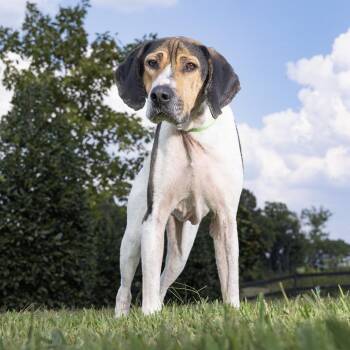 Odin -  Coonhound and Mixed Breed Dog for Adoption in Franklin, Tennessee - Odin | PetCurious