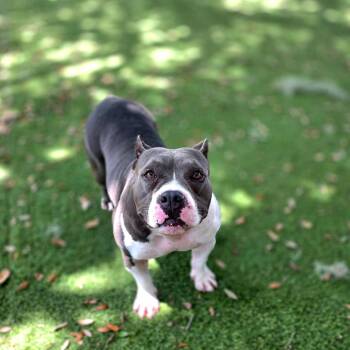 Nibblet -  Mixed Breed Dog for Adoption in Port Charlotte, Florida - Nibblet | PetCurious