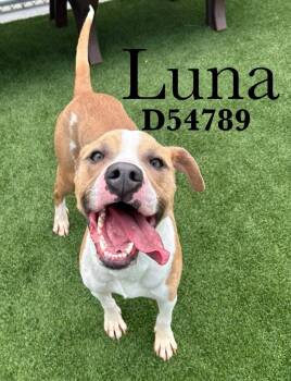 Luna -  Pit Bull Terrier Dog Available for Adoption in Clarksville, Tennessee - Luna | PetCurious