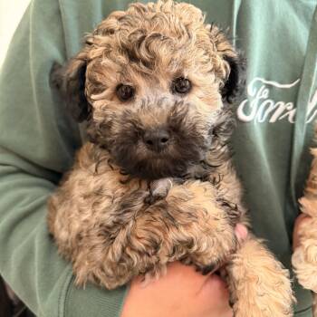Sabrina -  Maltipoo and Miniature Poodle Dog for Adoption in Ontario, California - Sabrina | PetCurious