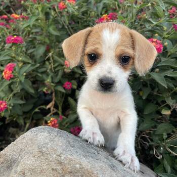 Beagle and Chihuahua Dogs Available for Adoption in Vacaville, California - Stevie | PetCurious