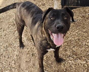 Pit Bull Terrier and Mixed Breed Dogs Available for Adoption in Albuquerque, New Mexico - VAQUERO | PetCurious