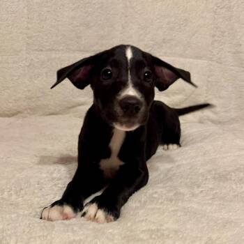 June (20260929-10) -  Labrador Retriever Dog for Adoption in Niagara Falls, Ontario - June (20260929-10) | PetCurious
