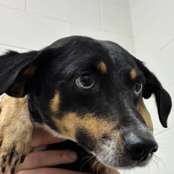 Dachshund Dogs Available for Adoption - Wesley | PetCurious