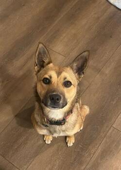 Terrier Dogs Available for Adoption - Piper | PetCurious