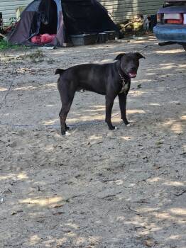 Pit Bull Terrier Dogs Available for Adoption in Winder, Georgia - 2026-05-102 *Cooper* | PetCurious
