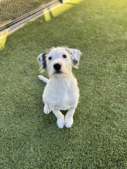 Schnauzer and Mixed Breed Dogs Available for Adoption in Daphne, Alabama - Curly (Snoopy) | PetCurious