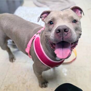 Grammy (Shasta) -  Mixed Breed Dog for Adoption in New Cumberland, West Virginia - Grammy (Shasta) | PetCurious