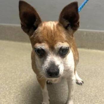 Chihuahua Dogs Available for Adoption in Las Vegas, Nevada - Apple | PetCurious