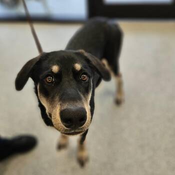Willow -  Black Labrador Retriever and Great Pyrenees Dog for Adoption in Monticello, Iowa - Willow | PetCurious