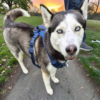 Nini -  Husky Dog for Adoption in Las Vegas, Nevada - Nini | PetCurious