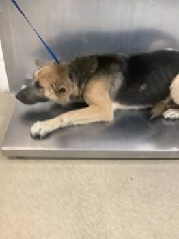 Rescue German Shepherd Dog and Mixed Breed Dogs for Adoption in Fort Worth, Texas - Rocky | PetCurious