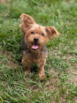 Yorkshire Terrier Dogs Available for Adoption in Baton Rouge, Louisiana - Gidget | PetCurious