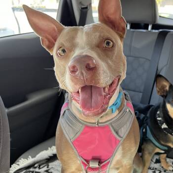 Rescue Terrier and Mixed Breed Dogs for Adoption in Wahiawa, Hawaii - Ocean | PetCurious