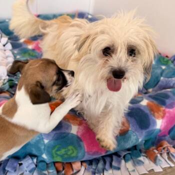 Crystal -  Wirehaired Terrier and Mixed Breed Dog for Adoption in Green Bay, Wisconsin - Crystal | PetCurious