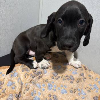 Jelly Bean -  Mixed Breed Dog for Adoption in Tampa, Florida - Jelly Bean | PetCurious