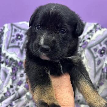 Shepherd Dogs Available for Adoption in Grand Bay, Alabama - Orchid | PetCurious