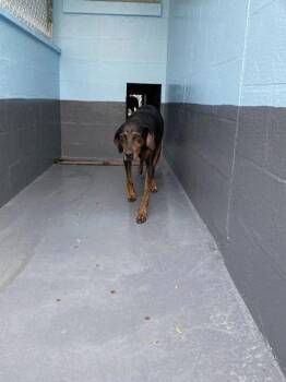 Rosie - 2 -  Coonhound and Mixed Breed Dog for Adoption in Daytona Beach, Florida - Rosie - 2 | PetCurious