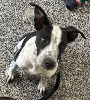 Phoebe -  Border Collie and Retriever Dog for Adoption in Thompson Falls, Montana - Phoebe | PetCurious