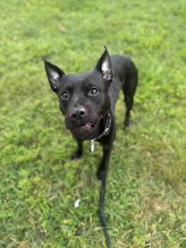 ANGELA -  Pit Bull Terrier and Mixed Breed Dog for Adoption - ANGELA | PetCurious