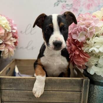 American Staffordshire Terrier and Cattle Dog Dogs Available for Adoption - Gnocchi | PetCurious