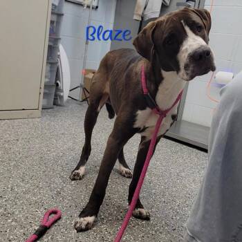 Bullmastiff Dogs Available for Adoption - Blaze | PetCurious