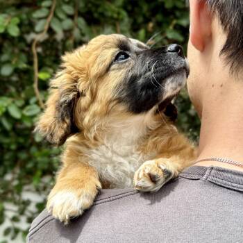 Terrier Dogs Available for Adoption in Chino Hills, California - Bear -*Available 4/18* Costa Mesa Location | PetCurious
