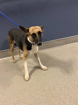 ASTRA -  Rat Terrier and Mixed Breed Dog for Adoption in Doral, Florida - ASTRA | PetCurious