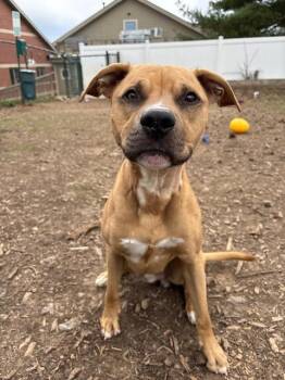 Ace -  Pit Bull Terrier Dog for Adoption in Bloomington, Indiana - Ace | PetCurious