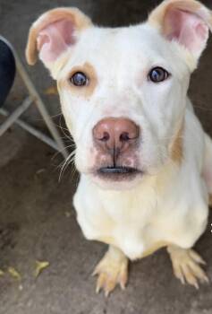 Tropicana -  Pit Bull Terrier Dog for Adoption in Chicago, Illinois - Tropicana | PetCurious