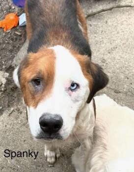 Bernese Mountain Dog and Mixed Breed Dogs Available for Adoption in Cincinnati, Ohio - Spanky | PetCurious
