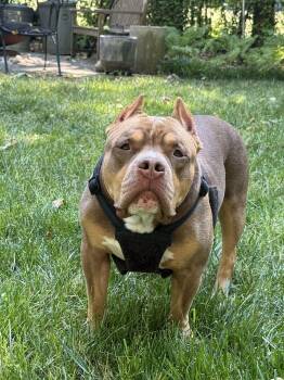 Boomer -  American Bulldog and American Staffordshire Terrier Dog for Adoption in Arlington, Virginia - Boomer | PetCurious
