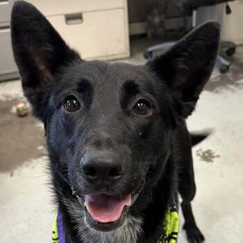 Cattle Dog Dogs Available for Adoption in Bellingham, Washington - Roscoe | PetCurious