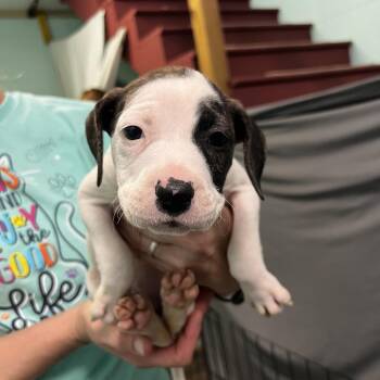 Clove -  Pit Bull Terrier Dog for Adoption in Harrisville, West Virginia - Clove | PetCurious