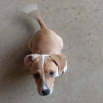 Terrier and Beagle Dogs Available for Adoption in San Diego, California - Tater | PetCurious