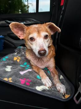 Canela - The Lover Girl -  Chihuahua and Beagle Dog for Adoption in Carolina, Carolina - Canela - The Lover Girl | PetCurious