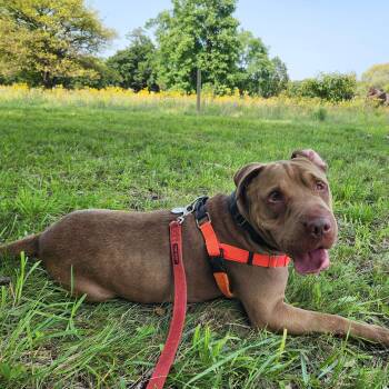 Shar Pei and Mixed Breed Dogs Available for Adoption in Detroit, Michigan - Max | PetCurious