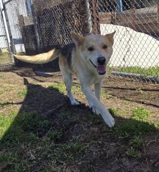 German Shepherd Dog Dogs Available for Adoption - Arlo | PetCurious