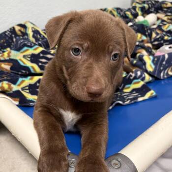 Pit Bull Terrier Dogs Available for Adoption in Ojai, California - Churro | PetCurious