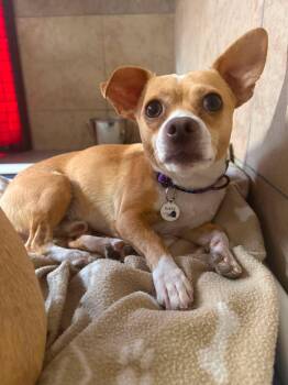 Rusty -  Chihuahua Dog for Adoption in Phoenix, Arizona - Rusty | PetCurious