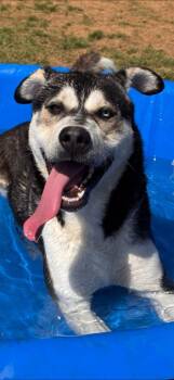 Husky Dogs Available for Adoption in Chattanooga, Tennessee - Clark Griswold | PetCurious