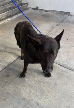 IAN -  German Shepherd Dog Dog for Adoption in Doral, Florida - IAN | PetCurious