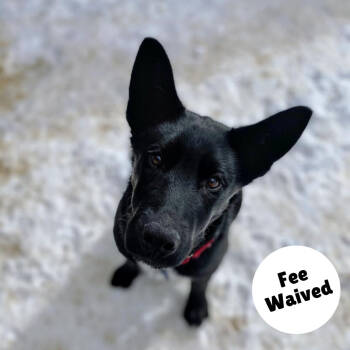 Rescue Shepherd and Mixed Breed Dogs for Adoption in Glenwood Springs, Colorado - Wilbur | PetCurious