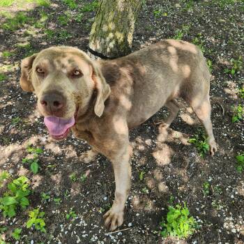Labrador Retriever Dogs Available for Adoption in Liberty Center, Ohio - William | PetCurious